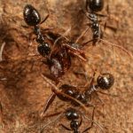 Phát hiện bầy đàn “siêu kiến”, tổ trải dài tới 38km