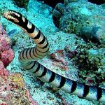 Những loài rắn độc nhất thế giới